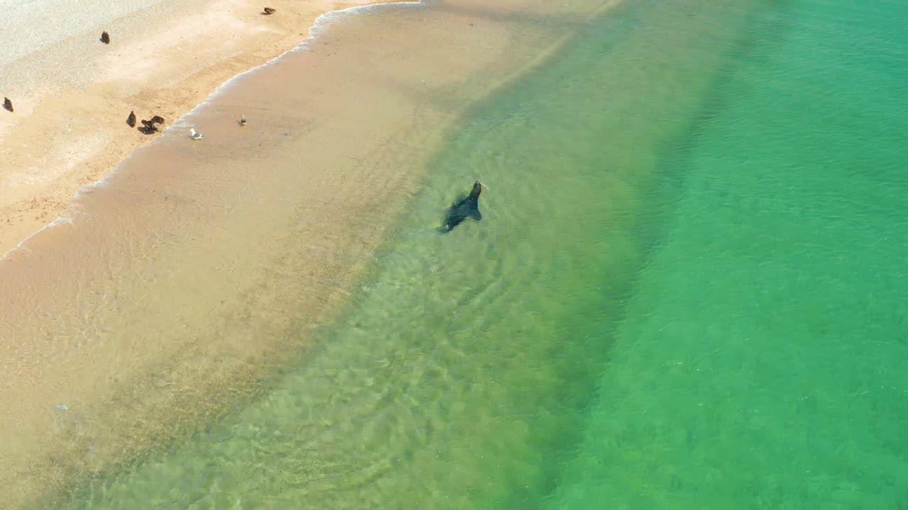 Shark swimming parallel to a pale sandbar in clear water.