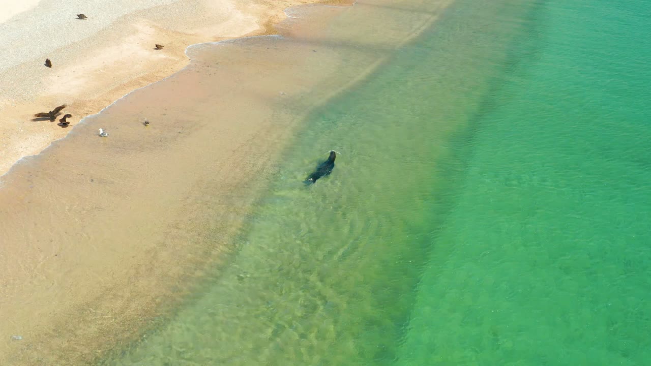 Overhead Los Frailes beach view with the shark near the center-right shallow water, pale sand at the upper left, and small distant beachgoers and birds visible on shore.