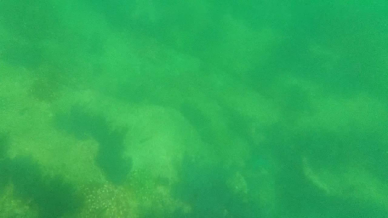 Early frame of Cabo Pulmo underwater seabed with green water, dark rock shapes, algae texture, and no visible people.