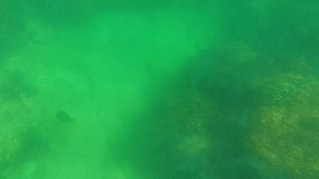 Underwater frame from Cabo Pulmo showing green water over a rocky seabed with algae growth and no visible people.