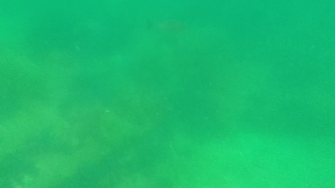 Mid-clip underwater frame in Cabo Pulmo with a softened view of algae-covered rocks beneath green water and no visible people.