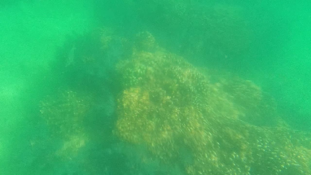 Coral reef forms visible through green water.