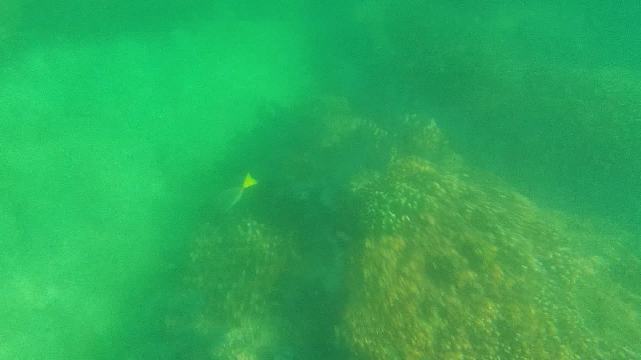 A small yellow fish appears near the upper right over coral and rock formations in Cabo Pulmo, Mexico, with no visible people.