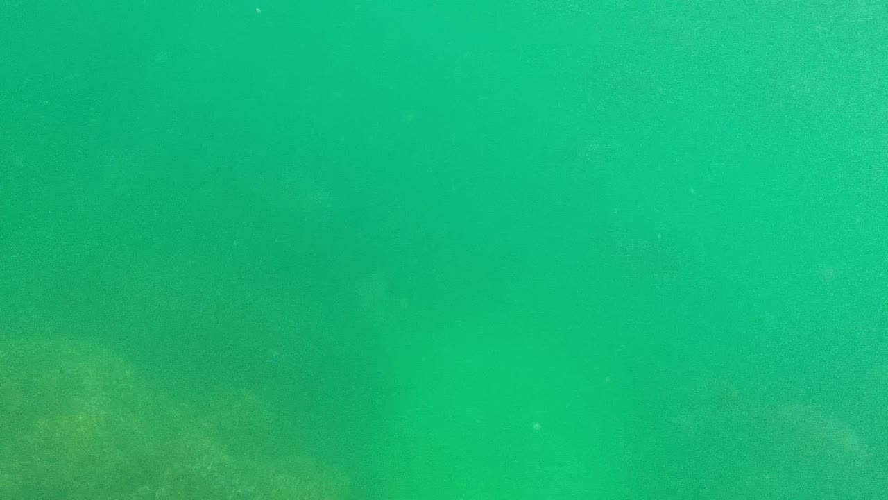Green-tinted underwater frame in Cabo Pulmo showing dark rocks and small fish low in the scene, with open water above and no visible people.