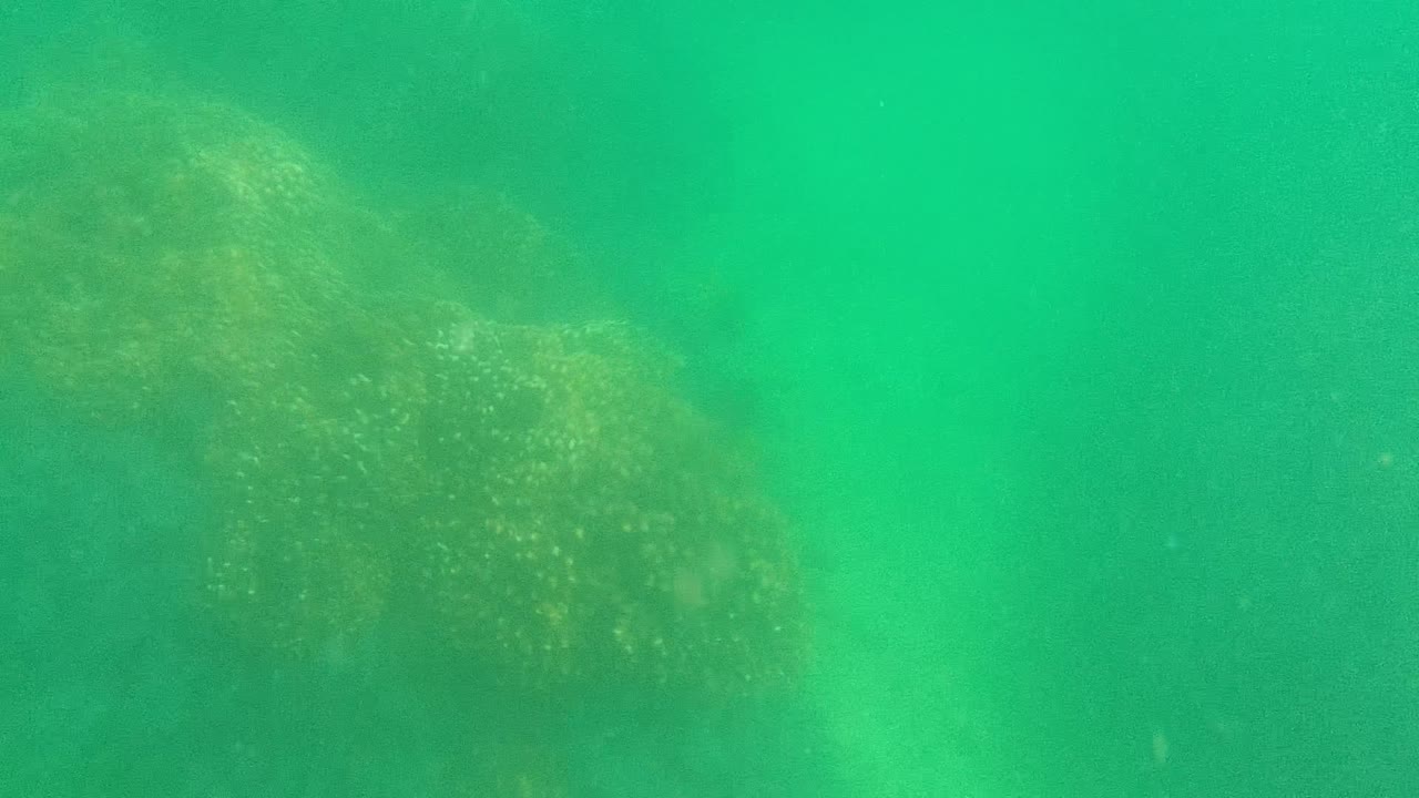 Underwater frame from Cabo Pulmo with a broad rocky patch in the lower frame, small fish speckling the seabed, and no visible people.