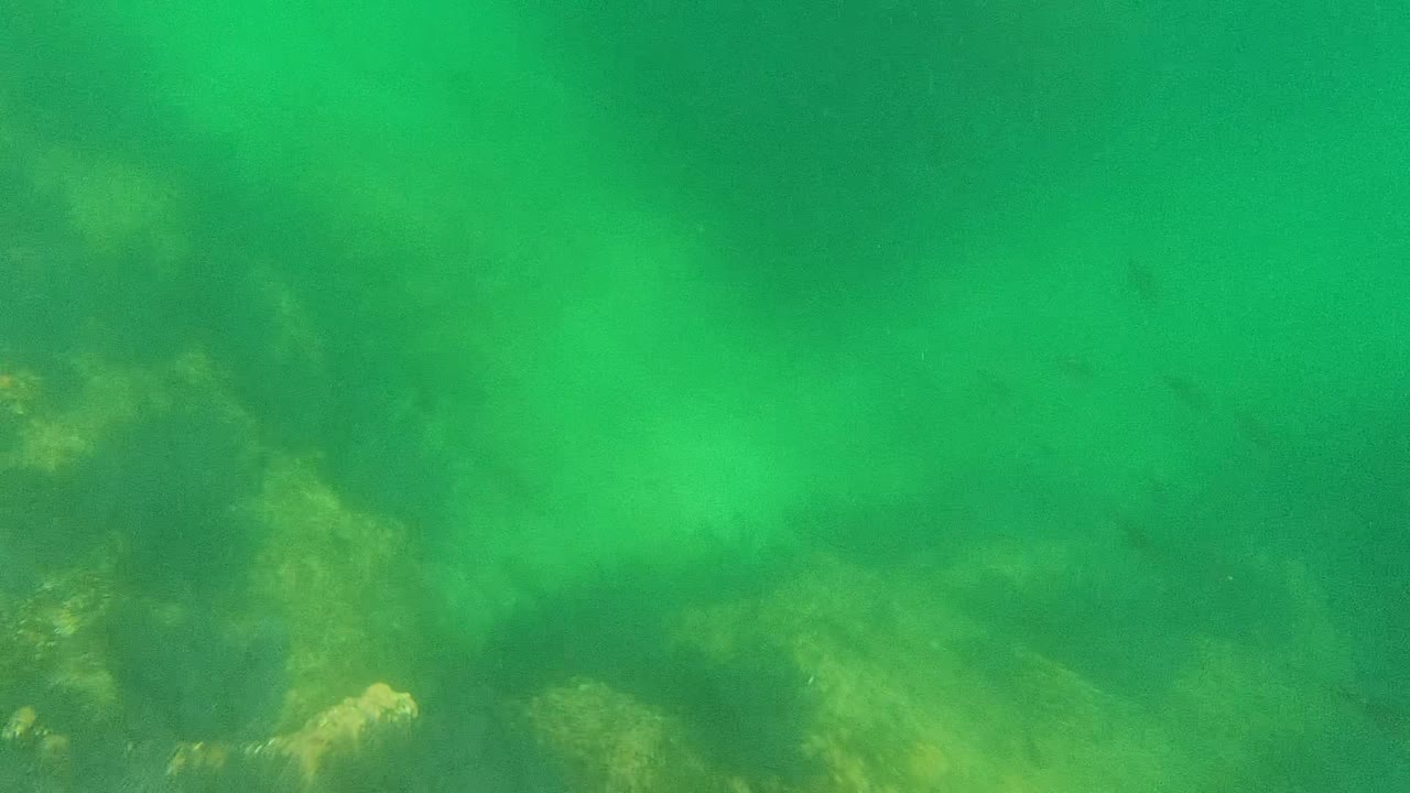 Green underwater water in Cabo Pulmo shows a rocky seabed visible through light suspended sediment, with no visible people.