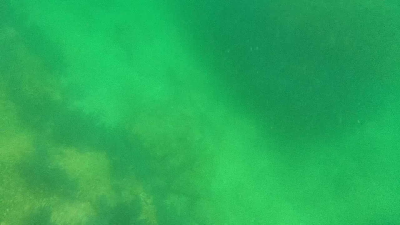 Cloudy green water in Cabo Pulmo partly hides the seabed as sediment thickens across the frame, with no visible people.