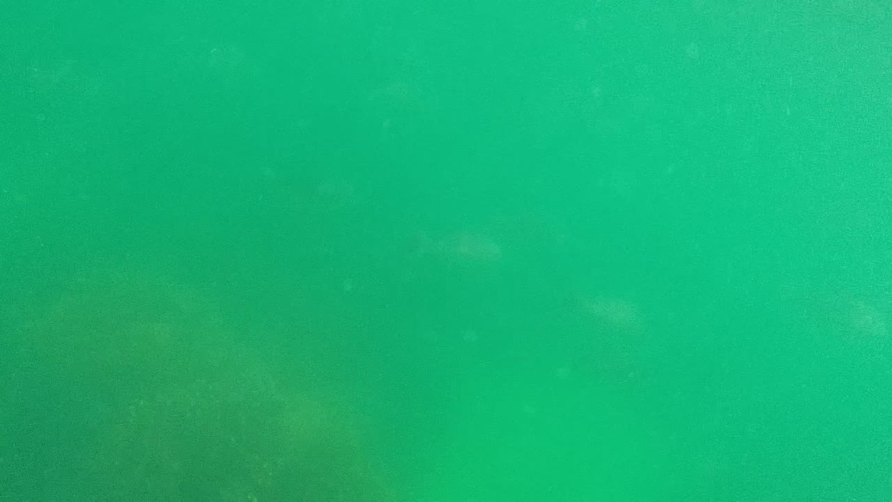 Mid-clip Cabo Pulmo frame showing green underwater visibility with small pale fish shapes against a muted rocky background and no visible people.