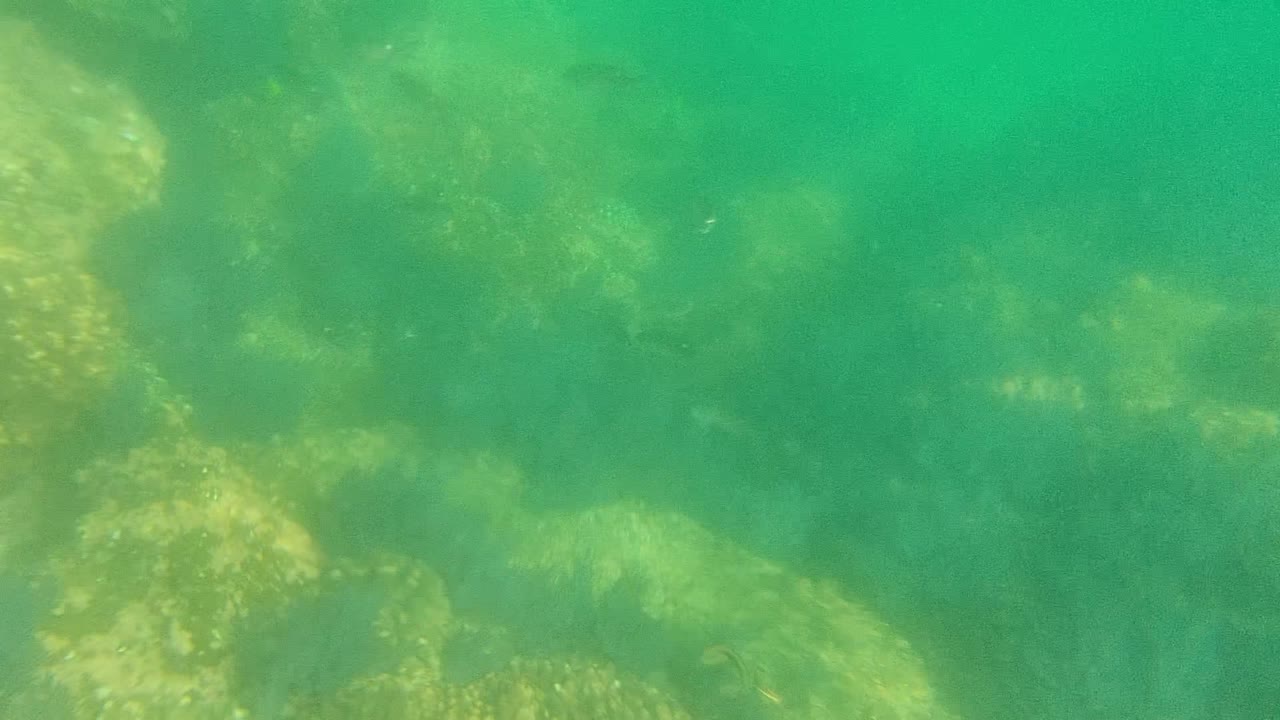 Green underwater view in Cabo Pulmo showing rocky reef texture at the lower left and faint small fish in the water, with no visible people.