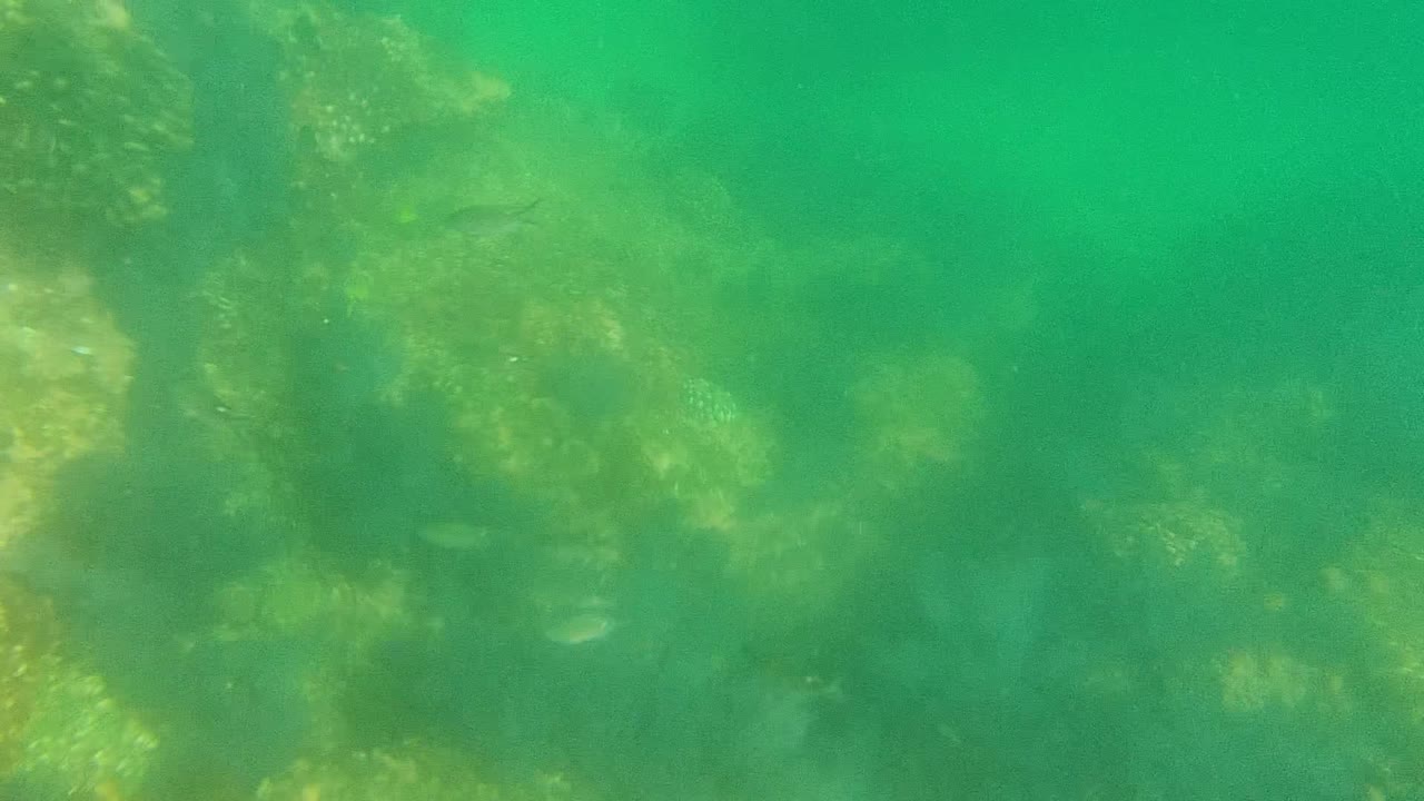 Rock and coral formations under green water with faint fish nearby