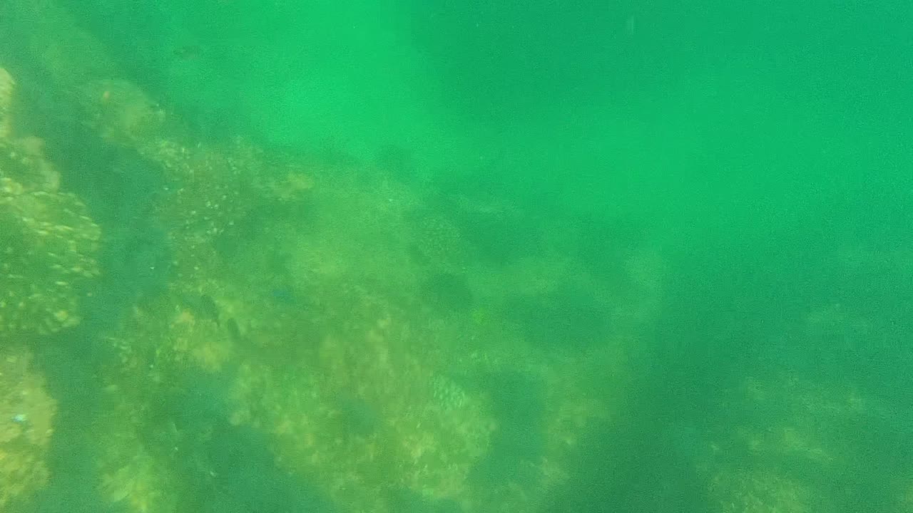 Underwater Cabo Pulmo view where green water softens the rocky reef detail and the fish are less distinct, with no visible people.