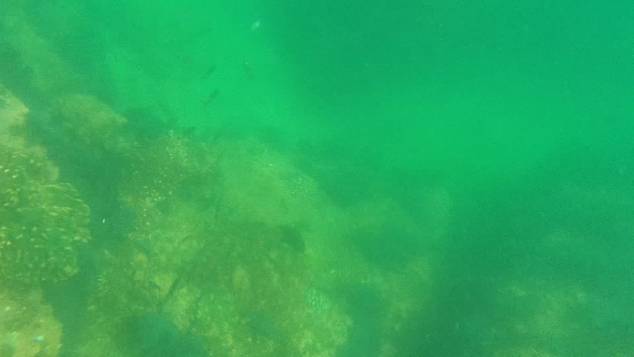 Rocky seabed under green water with small fish in the upper frame