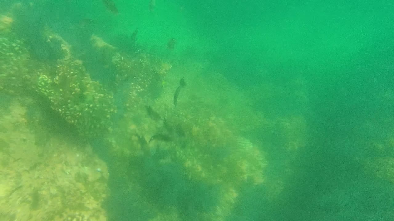 Underwater reef view in Cabo Pulmo, Mexico, with green water, coral formations on the left and lower frame, scattered small fish, and no visible people.