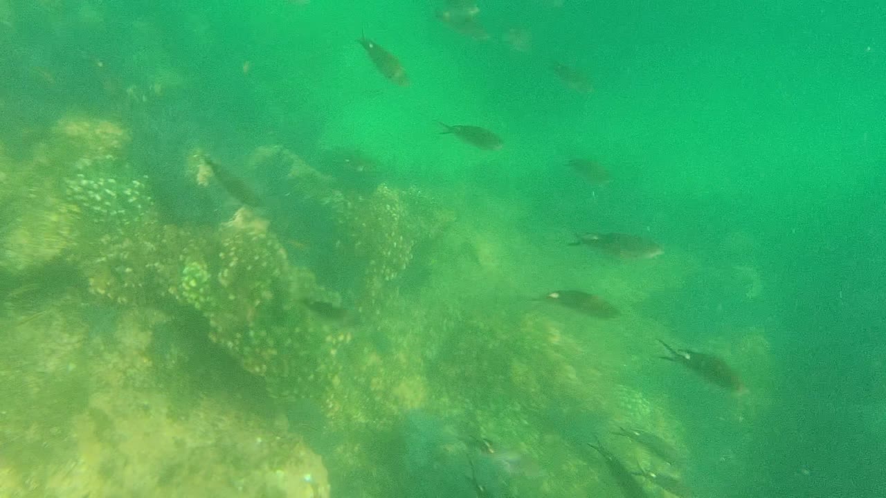 Coral reef below green water with fish crossing midframe