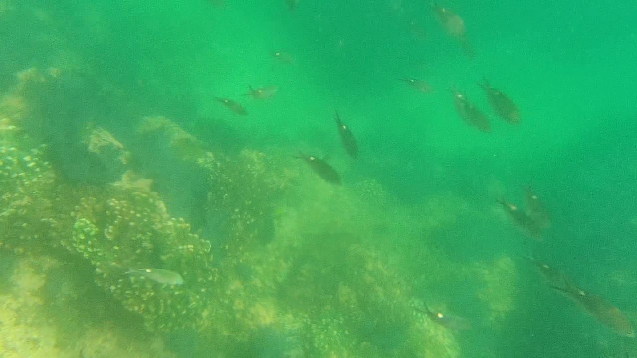 Underwater Cabo Pulmo reef view with a coral cluster along the left side, open green water to the right, small fish near the upper frame, and no visible people.
