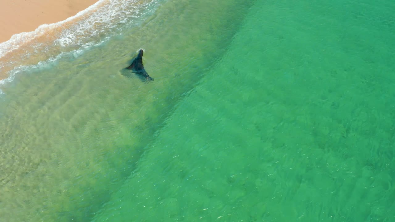 Overhead view of a shark near the breaking edge of a sandy beach at Los Frailes Los Cabos, Mexico, with clear green water and no visible people.