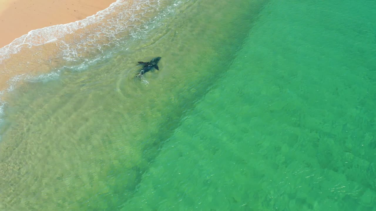 Shark gliding through turquoise shallows beside surf.