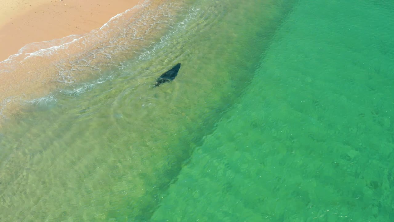 The shark is centered in shallow green water near the diagonal shoreline at Los Frailes Los Cabos, Mexico, with pale sand visible through the water and no visible people.