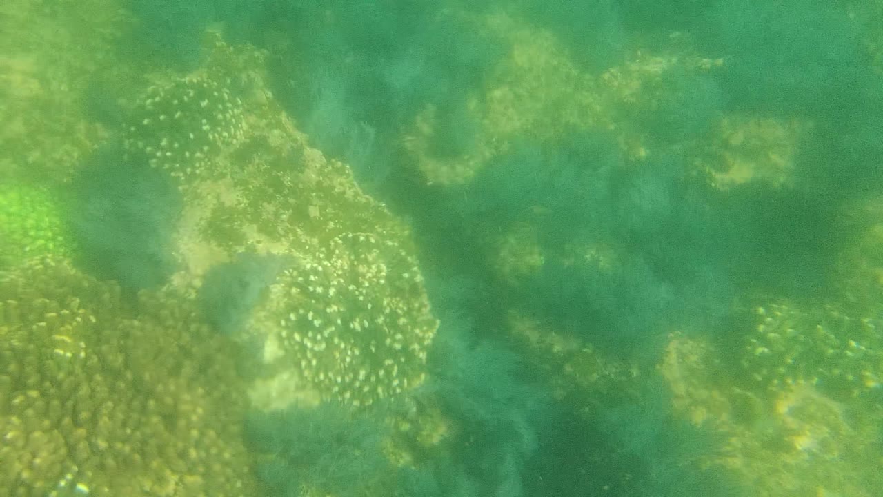 First frame of a Cabo Pulmo underwater coral reef, with rounded coral heads and small fish visible through green water, no visible people.