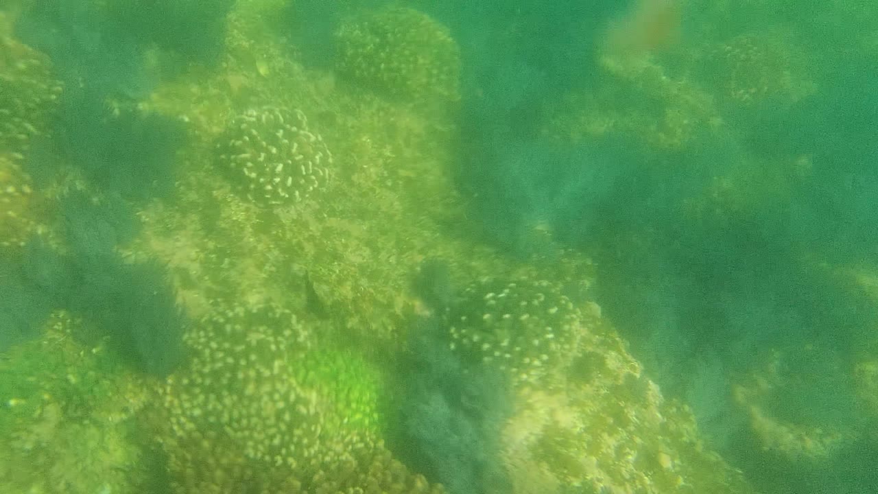 Coral heads and reef rock seen underwater