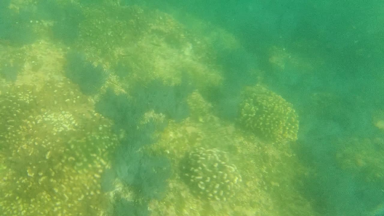 Cabo Pulmo underwater view with speckled coral formations spread across the seabed and faint fish movement in the water column, no visible people.