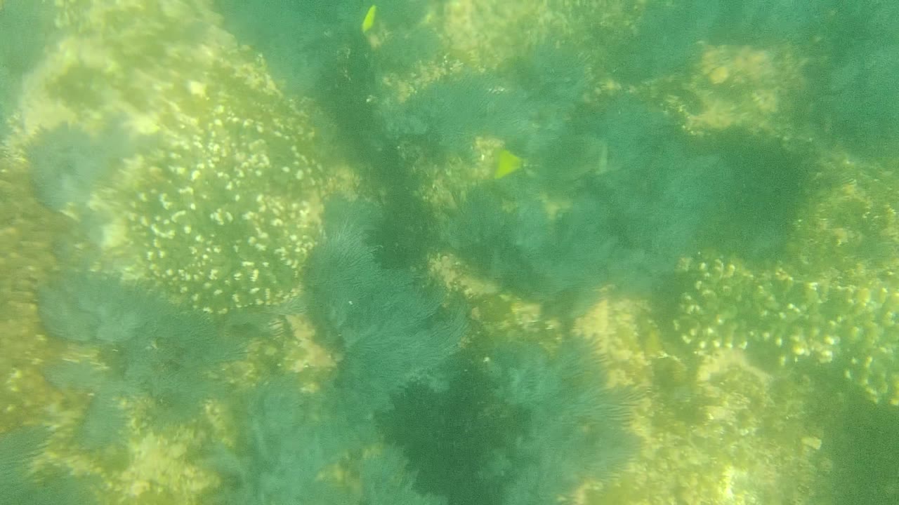 Opening frame of clear green-blue water over coral and rock formations in Cabo Pulmo, with a small yellow fish near the upper left and no visible people.
