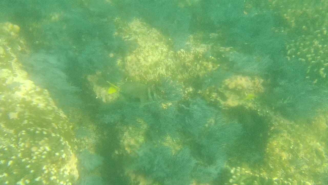 Coral reef seen through green water with a yellow fish near the top center.