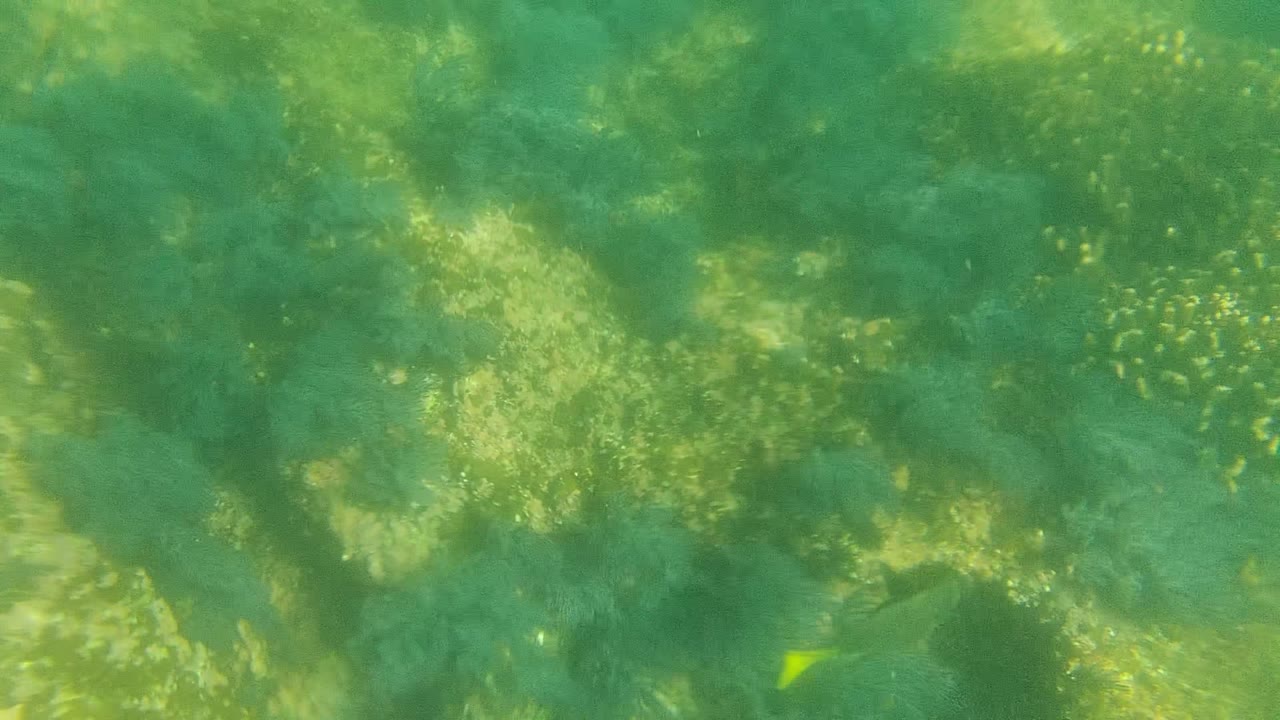 Mid-clip view of Cabo Pulmo reef under clear green water, with a small yellow fish high in the frame and no visible people.