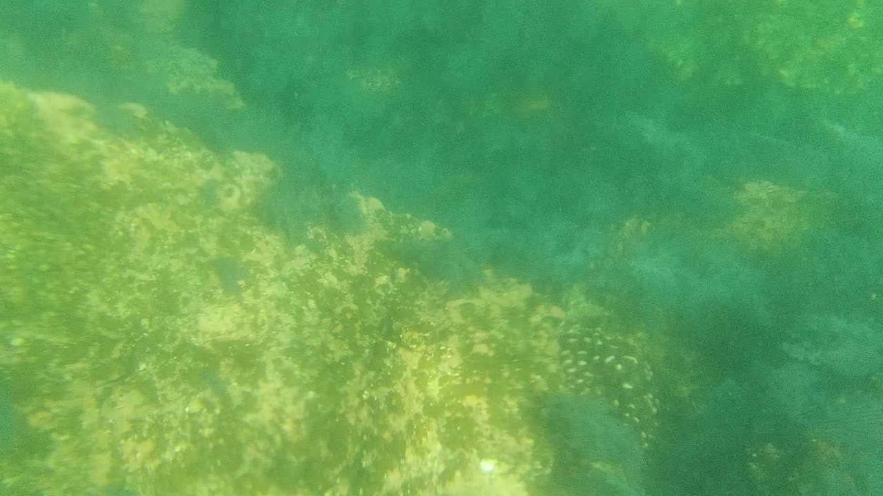 Underwater seabed in Cabo Pulmo, Baja California Sur, Mexico, with green-blue water, algae-covered rock texture, soft sun patches, and no visible people.