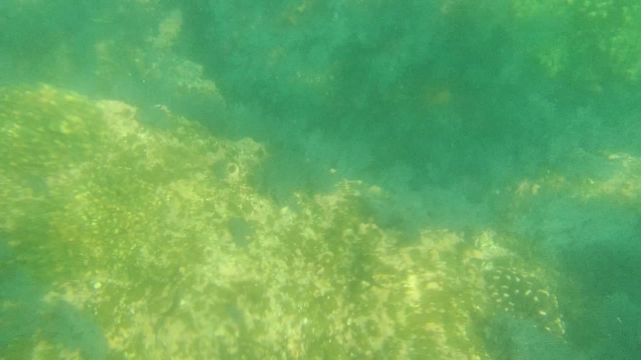 Underwater reef-like rock with pale algae and hazy green water.