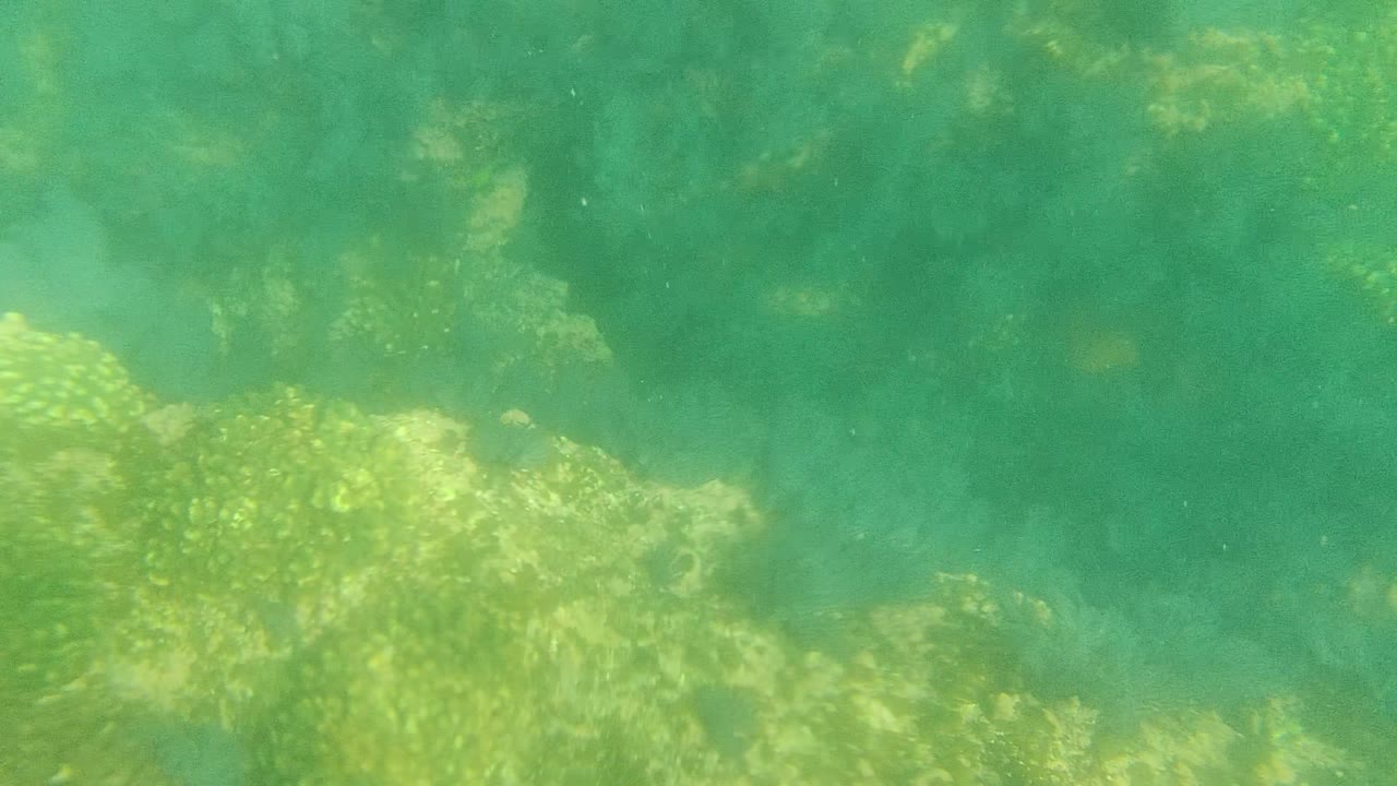 Bright patches of algae and marine plants spread across the Cabo Pulmo ocean floor under green-blue water, with no visible people in the frame.