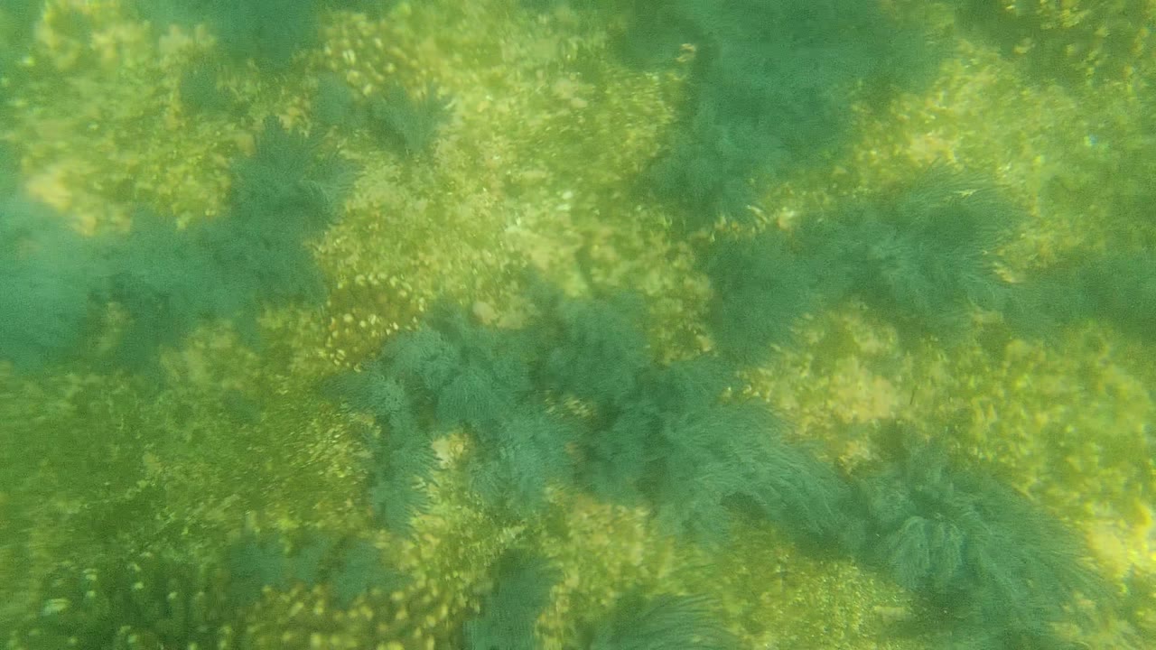 Cabo Pulmo underwater view of green seagrass and pale seabed texture under dappled sunlight, with no visible people.
