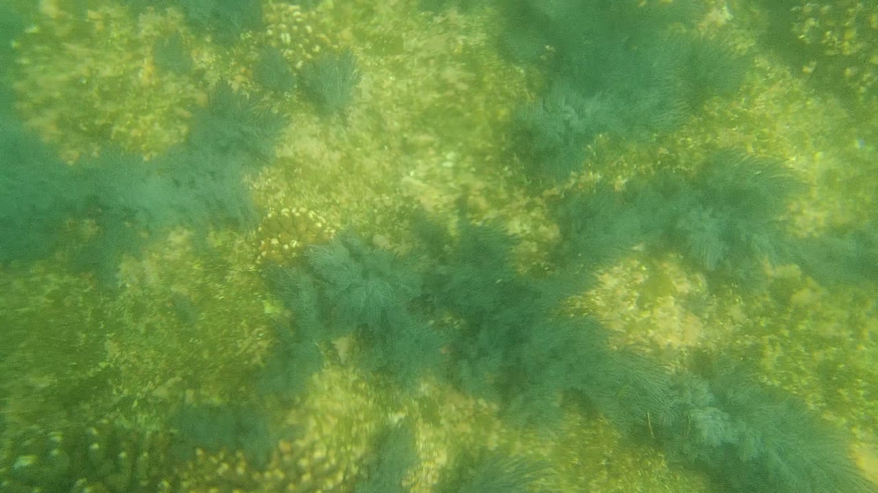 Blue-green underwater floor with seagrass and pale coral texture.
