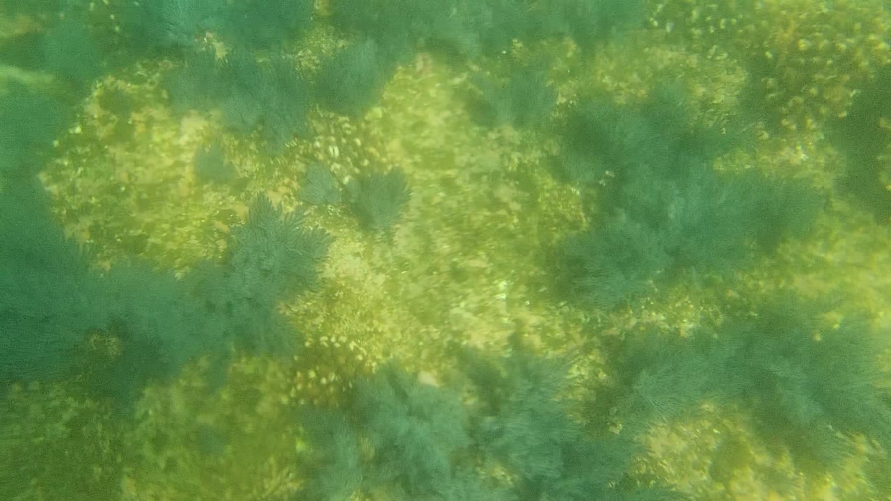 Cabo Pulmo underwater frame with brighter sunlight patches crossing green seagrass and scattered pale seabed formations, with no visible people.