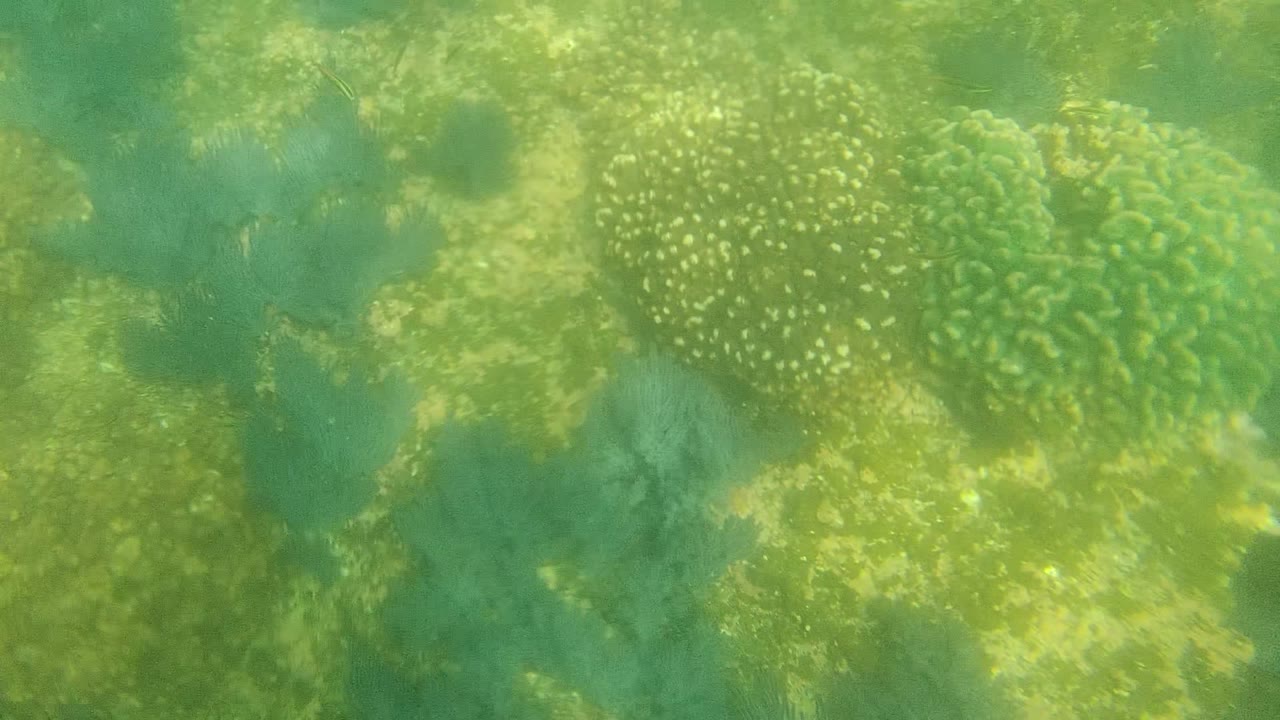 Opening frame of a green-tinted underwater seabed in Cabo Pulmo, Mexico, with soft marine plants, pale sandy patches, coral-like clusters, and no visible people.