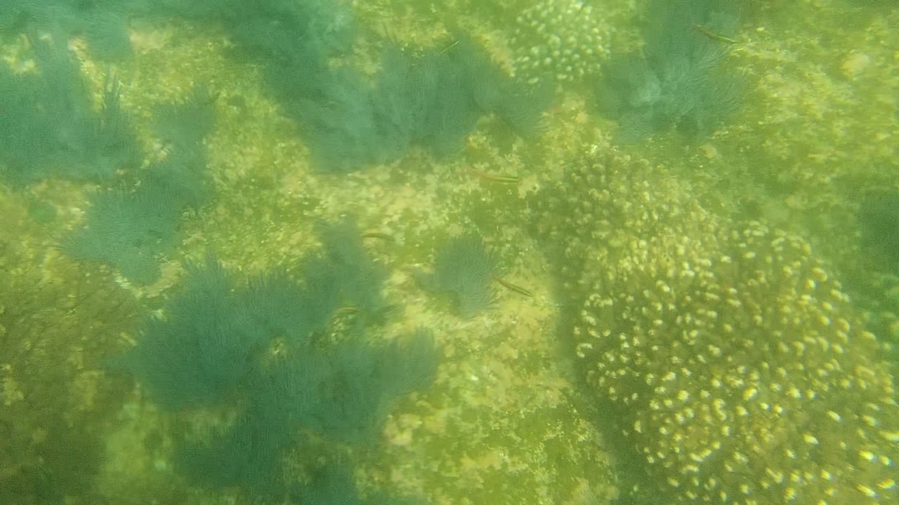 Seabed vegetation seen through green water with bright speckled coral patches.
