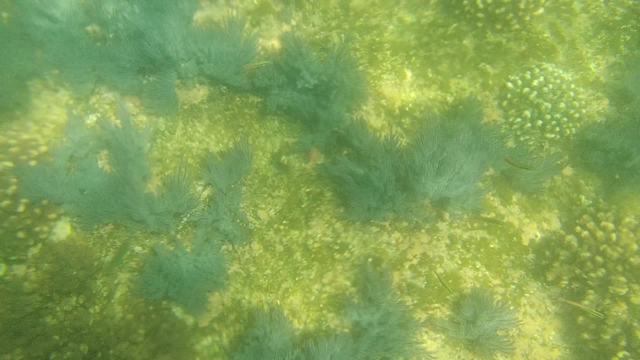 Third frame continues over the Cabo Pulmo ocean floor with broader sandy areas, green marine vegetation, scattered coral-like growths, and no visible people.
