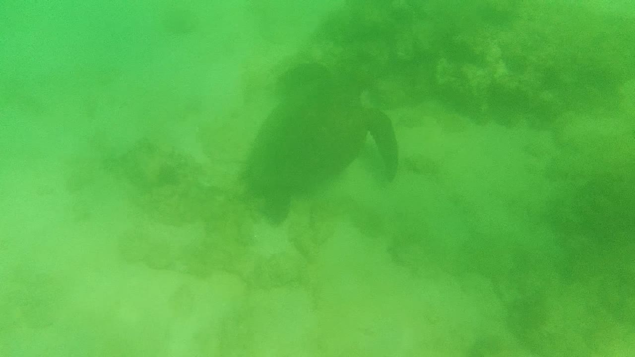 A sea turtle appears in hazy green water over a pale sandy bottom in Cabo Pulmo, Baja California Sur, with no visible people.