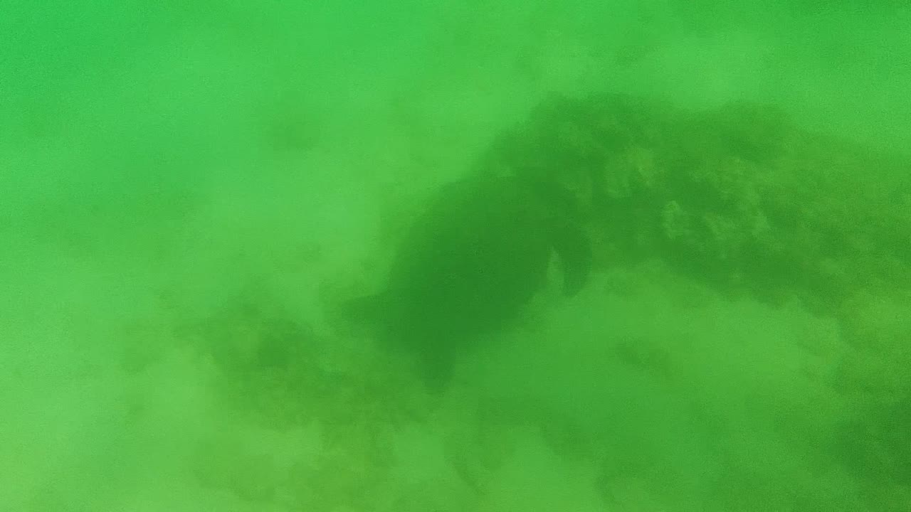 The sea turtle is nearer in frame, its flipper silhouette visible against green water and sandy seabed in Cabo Pulmo, with no visible people.