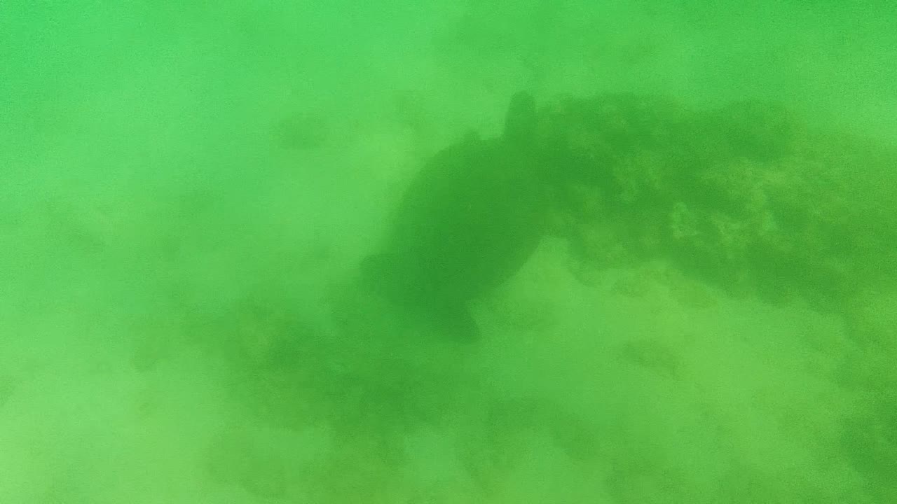 A sea turtle passes through murky green water over dark coral or rock patches and sand in Cabo Pulmo, Baja California Sur, with no visible people.