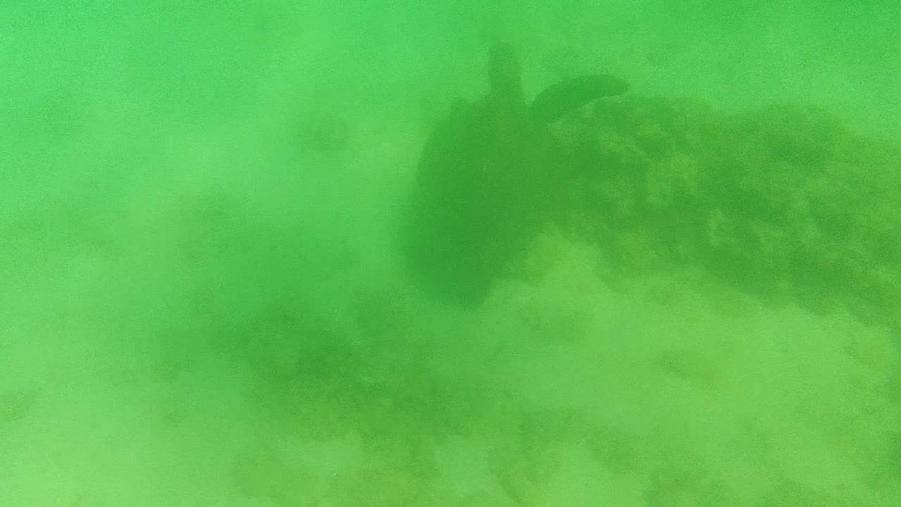 Sea turtle low over sand in green underwater haze
