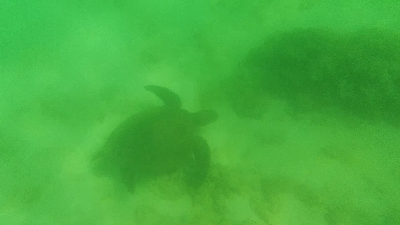 Sea turtle in Cabo Pulmo appears at the left of a green underwater frame above a sandy bottom, with dark coral or rock shapes behind it and no visible people.