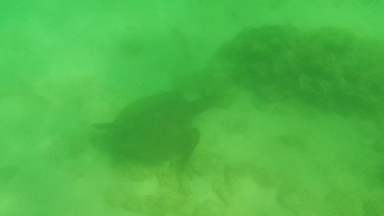 Sea turtle centered against hazy green water and sandy bottom.