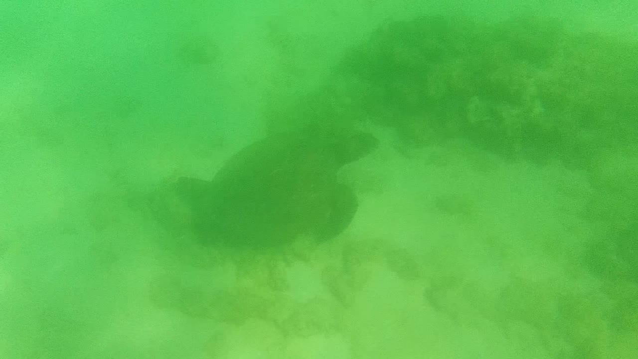 Sea turtle in Cabo Pulmo is positioned toward the right side of the green underwater frame, with a sandy floor below and darker reef or rock forms in the background, no visible people.