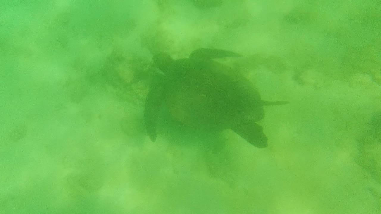 A sea turtle appears in green shallow water over a sandy ocean floor in Cabo Pulmo, Mexico, with no visible people.
