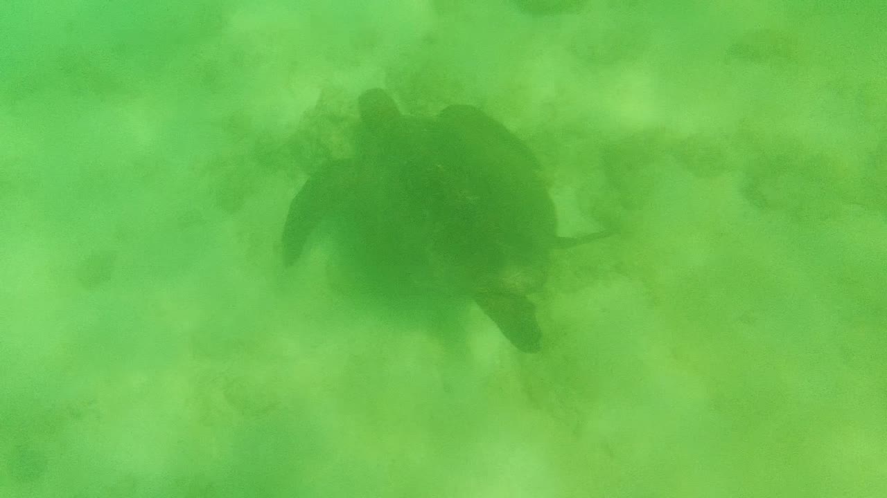 Sea turtle swimming through green underwater haze.