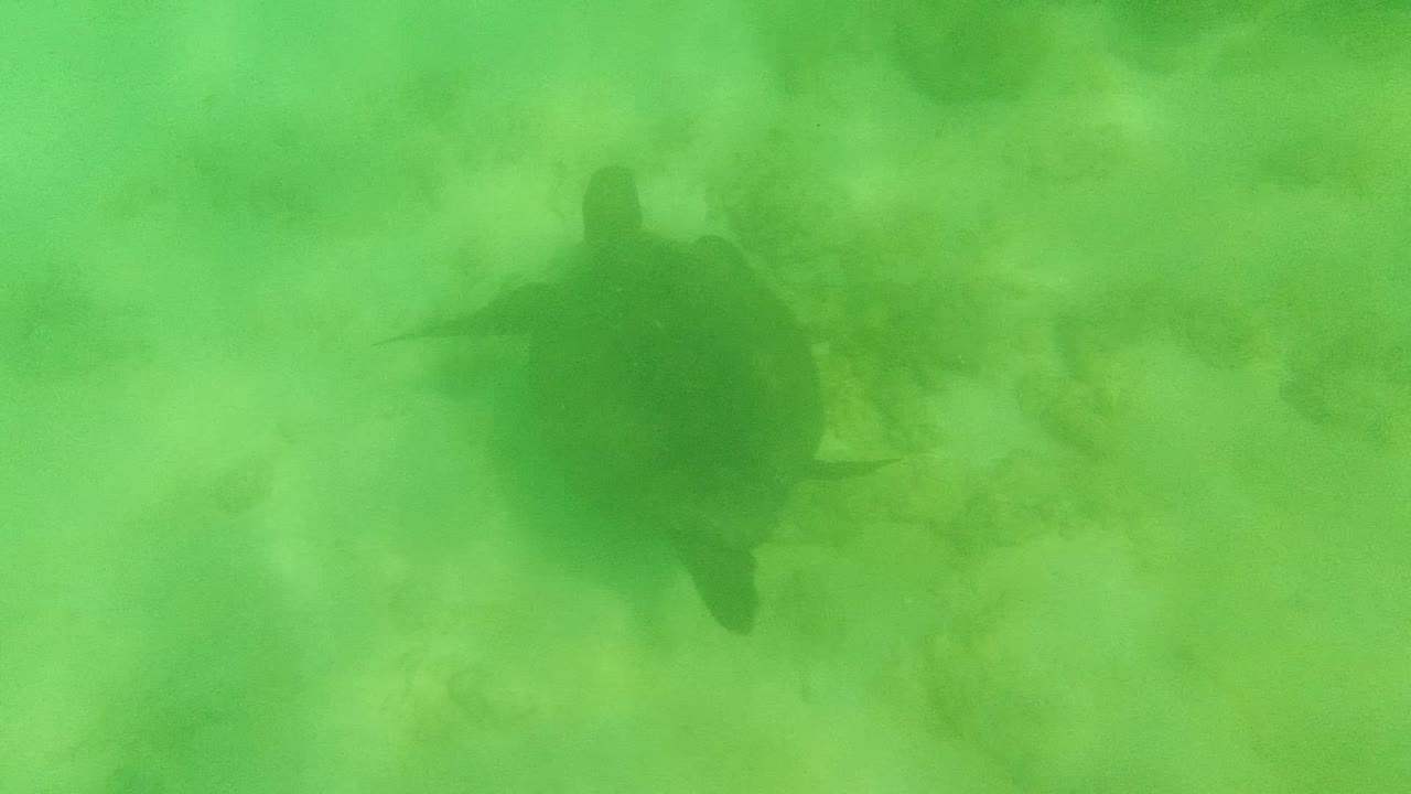 A darker turtle silhouette sits against the green water and pale sandy bottom in Cabo Pulmo, Mexico, with no visible people.