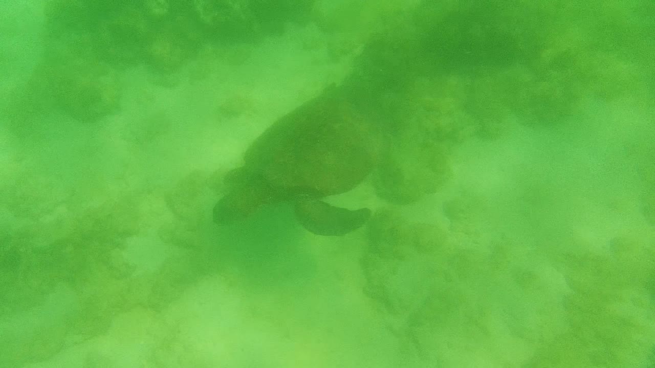Sea turtle near the left side of the frame swims over a rocky coral seabed in green-tinted water at Cabo Pulmo, with no visible people.