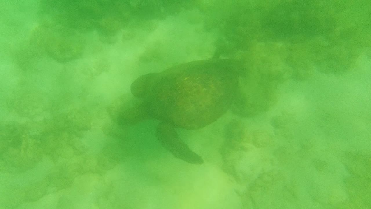 Sea turtle centered above a rocky seabed in green water.