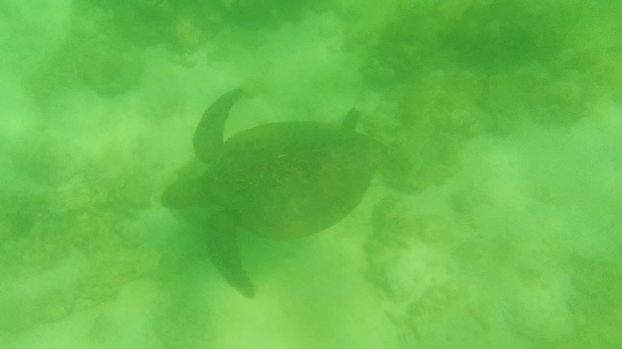 Sea turtle on the right side of the frame glides above the rocky Cabo Pulmo seabed in green-tinted water, with no visible people.